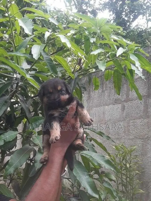 German Sherpherd Puppies