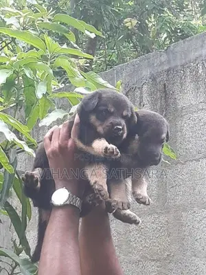 German Sherpherd Puppies