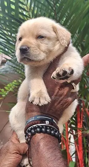Labrador Puppies