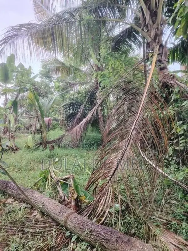 Gampaha Veyangoda Dadagamuwa Wewa Para Land