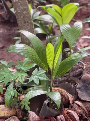 Areca (BATHAI)PALM Plants