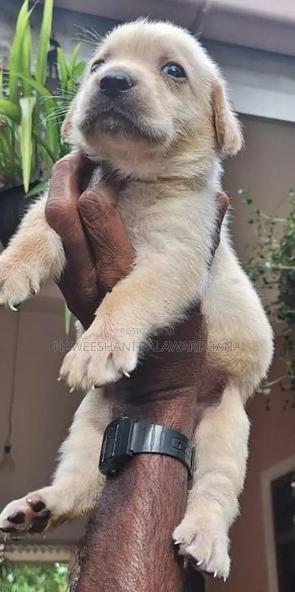 Labrador Puppies