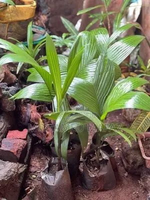 Areca (BATHAI)PALM Plants
