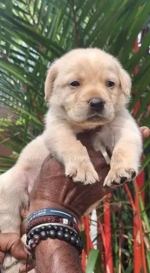 Labrador Puppies