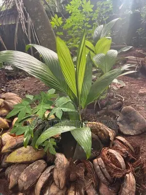 Areca (BATHAI)PALM Plants