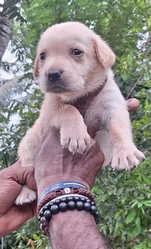 Labrador Puppies
