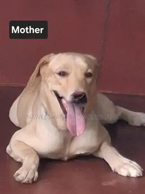 Labrador Puppies