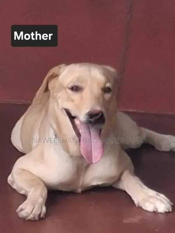 Labrador Puppies