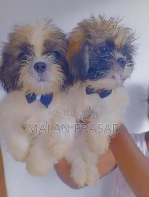 Shih Tzu Puppies