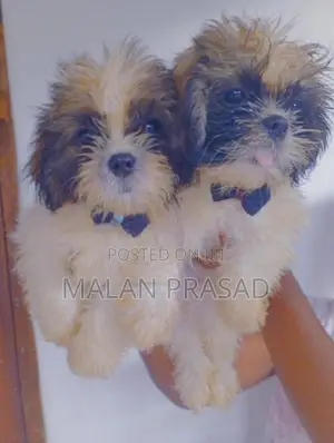 Shih Tzu Puppies