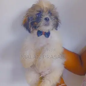 Shih Tzu Puppies