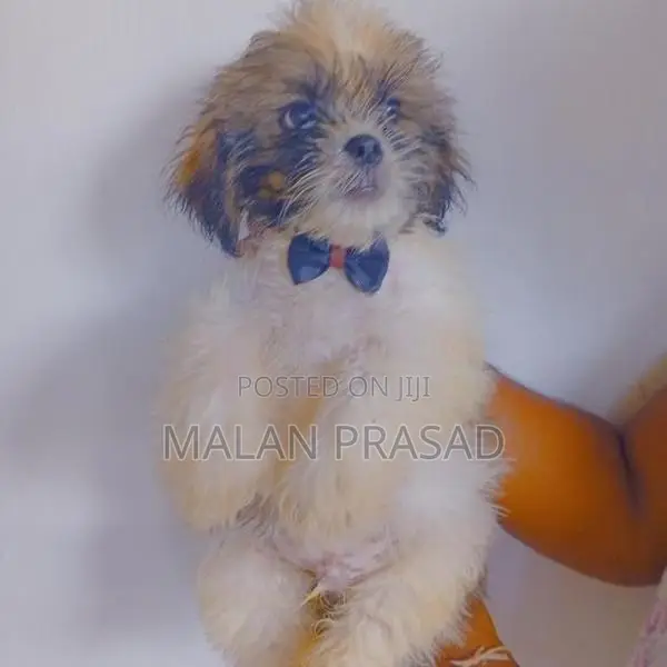 Shih Tzu Puppies