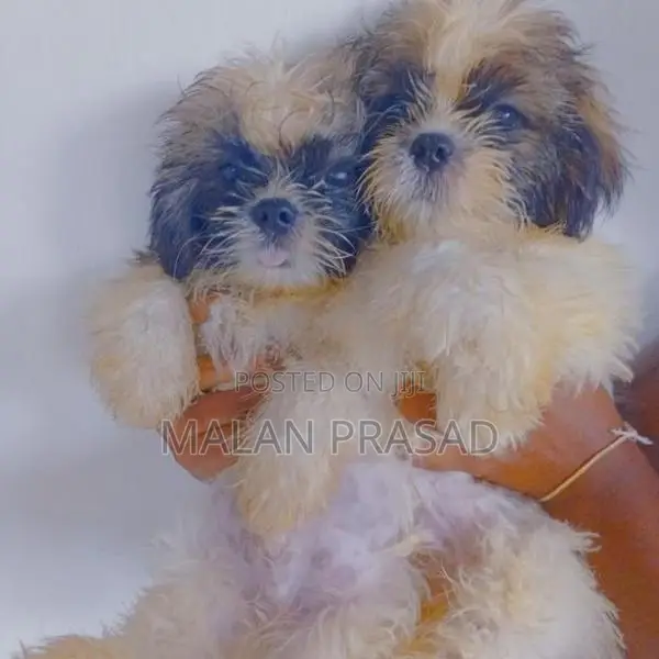 Shih Tzu Puppies