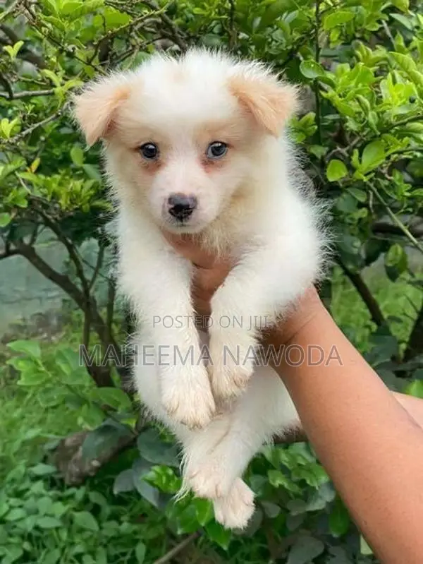 Pomarenian dog