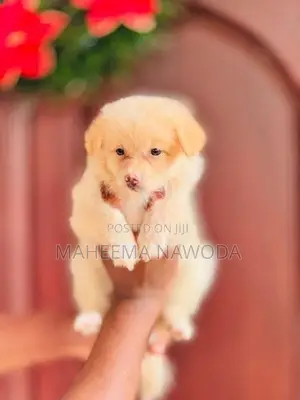 Pomarenian dog