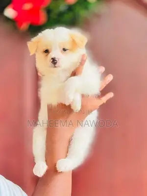 Pomarenian dog
