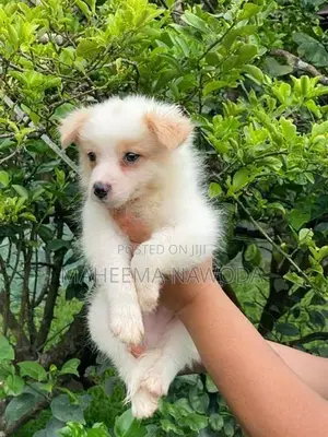 Pomarenian dog