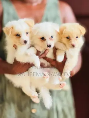 Pomarenian dog