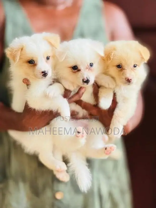 Pomarenian dog