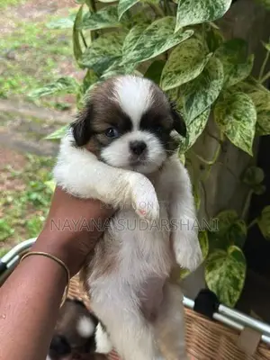 Shih Tzu Puppies