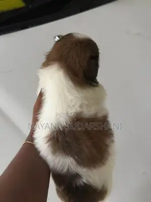 Shih Tzu Puppies