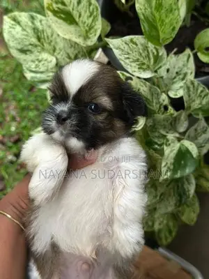Shih Tzu Puppies