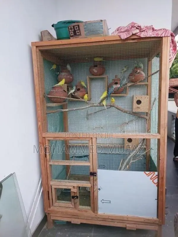 Love Birds