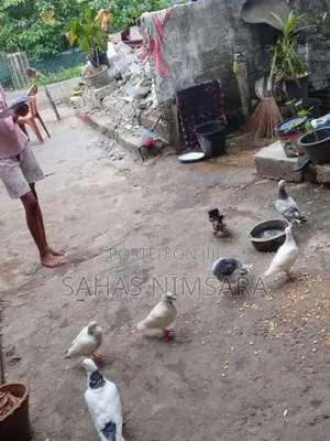 Pigeons