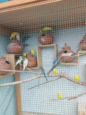 Love Birds
