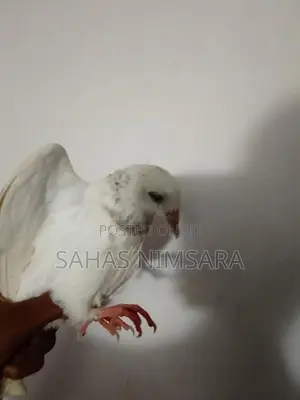 Pigeons