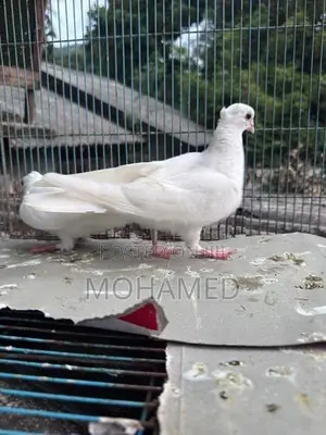 Piegon