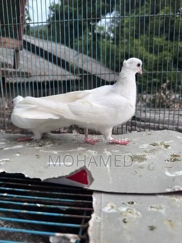 Piegon