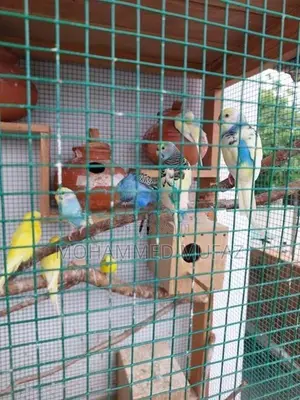 Love Birds