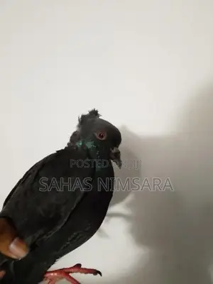 Pigeons