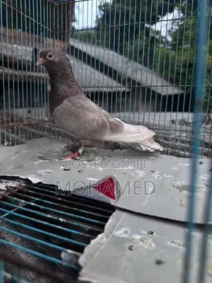 Piegon