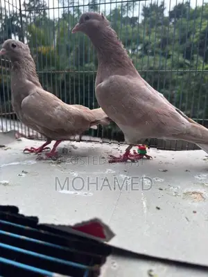 Piegon