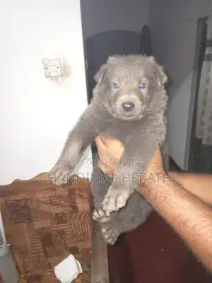 German Shepherd Puppy