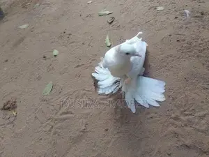Pigeon