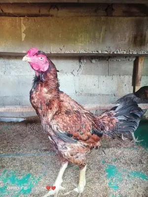 Asil Rooster