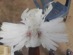 Pigeon