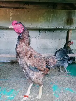 Asil Rooster