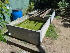 Fish Tanks (4 X4)