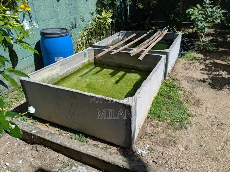 Fish Tanks (4 X4)