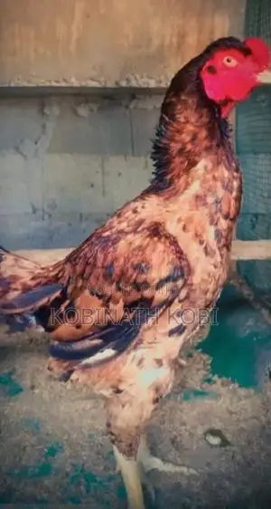Asil Rooster