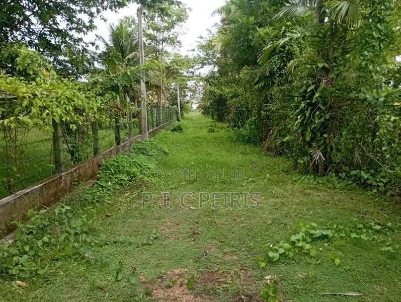 Land for sale in Katana,Demanhandiya.Gampaha.