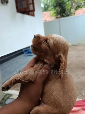 Cocker Spanial