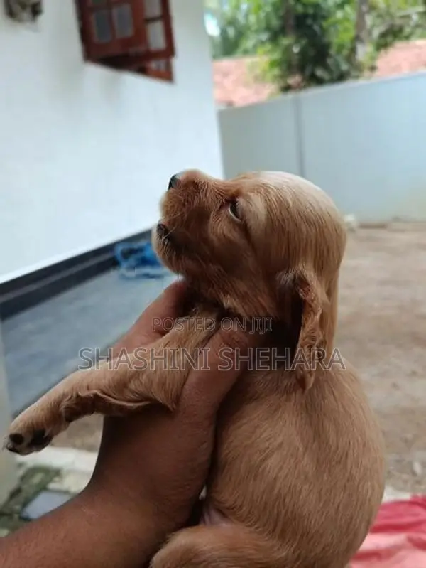 Cocker Spanial
