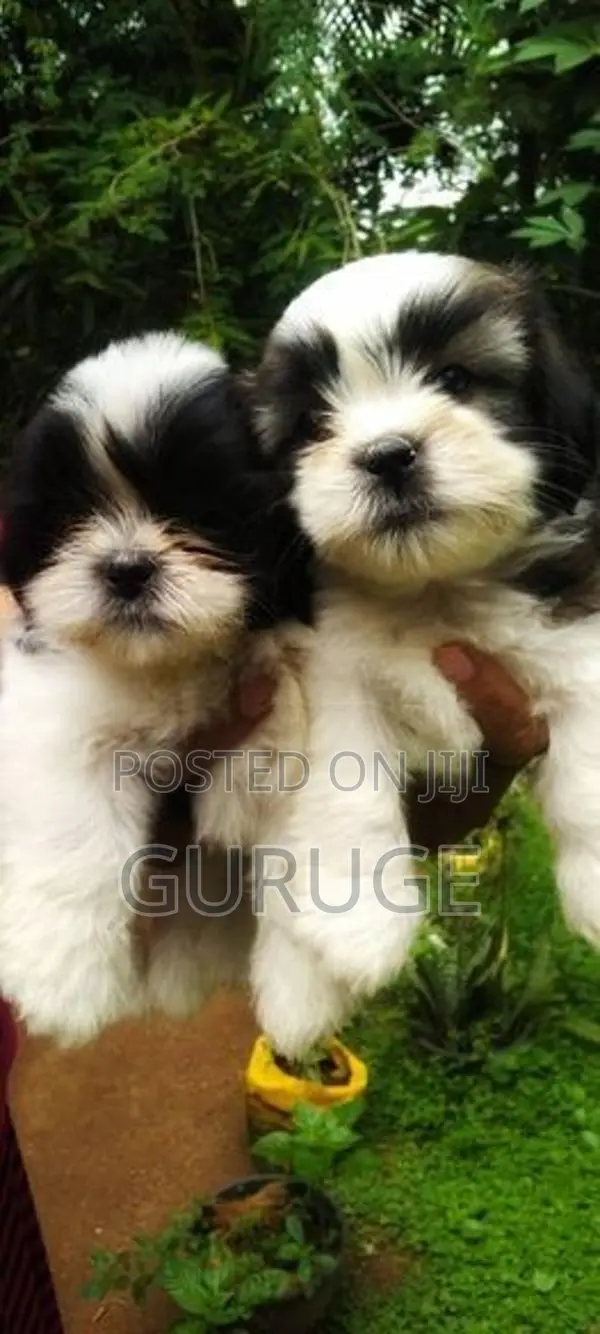 Shih Tzu Puppy