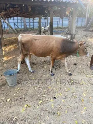 நாம்பன் மாடு
