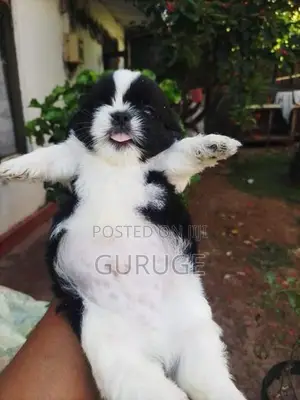 Shih Tzu Puppy